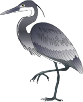 black-headed_heron