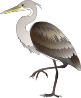 white-bellied_heron